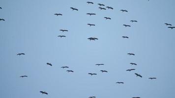 Birds flying above a head. Good at background. Big flock of birds. Birds ecology and outdoor video