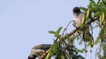 Crows sit on a coniferous branch and clean their feathers, close up shot video