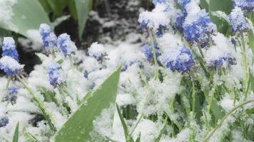 métrage de neige est tombée sur fleurs dans une printemps jardin. laps de temps, neige sur fleurs. concept du froid dans printemps saison video