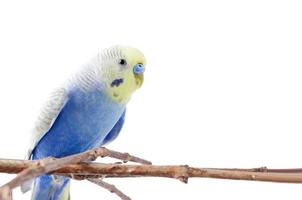 Blue Budgerigar   isolated on white background photo