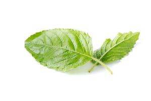 fresh Holy basil leaf isolated on white background photo