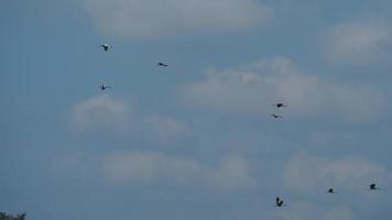 pássaros sobre moinhos de vento. rebanho do garças vôo azul céu. animais selvagens pássaro. silhueta do selvagem pássaro garças dentro a céu video