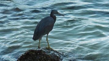 Bird in search of food on the seashore. Wild heron near the water. Graceful wild bird on the seashore video