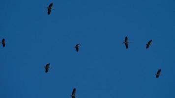 Flock of Asian Openbill flying overhead in blue sky during migration season in Phuket island. Thailand. Birds in the sky overhead video
