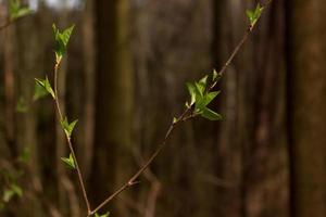 Delgado ramita con el primero verde hojas en el primavera bosque. Fresco verde hojas. naturaleza despierta arriba después un frío invierno. foto