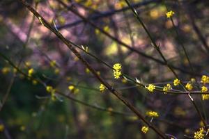 Branches with flowers of common dogwood Cornus mas L in early spring. Common dogwood, European dogwood or flowering dogwood. Early spring flowers in natural habitat photo