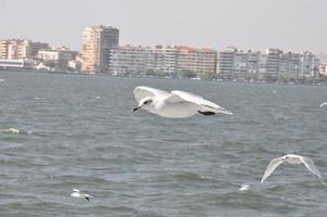 Seagulls on the Sea Izmir photo