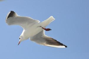 gaviotas en el mar izmir foto