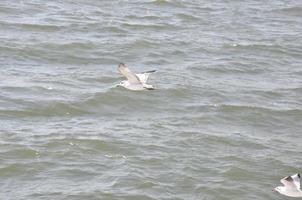 Seagulls on the Sea Izmir photo