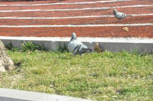 Pigeons on the Ground and in the Air photo