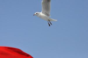 gaviotas en el mar izmir foto