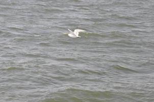 gaviotas en el mar izmir foto