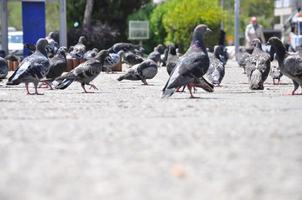 palomas en el suelo y en el aire foto