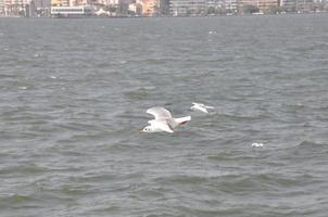 gaviotas en el mar izmir foto