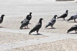 Pigeons on the Ground and in the Air photo