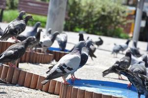 palomas en el suelo y en el aire foto