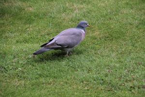 A view of some Pigeons photo