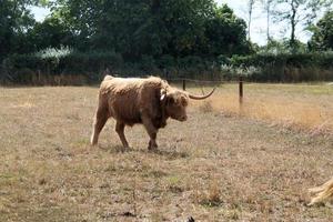 A view of a Highland Cow photo