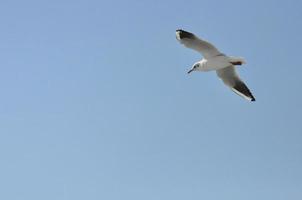 Seagulls on the Sea Izmir photo