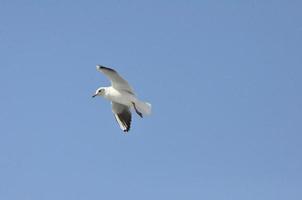 Seagulls on the Sea Izmir photo