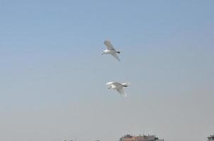 gaviotas en el mar izmir foto