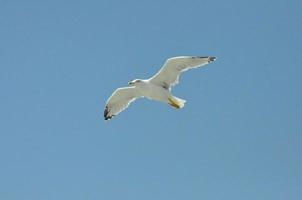 Seagulls on the Sea Izmir photo