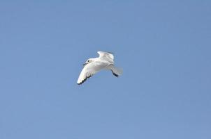 Seagulls on the Sea Izmir photo