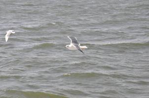 Seagulls on the Sea Izmir photo