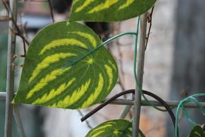 foto de sintético hoja vides en hierro barras