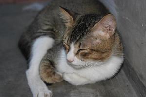 pose of a cat sitting relaxed photo