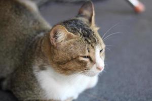 photo of a cat resting relaxed