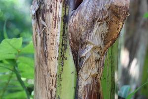 texture photo of a banana tree trunk