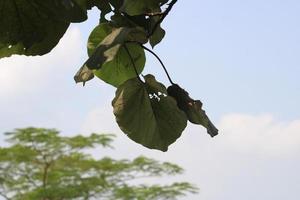 small leaf photo hanging above