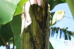 textura foto de un plátano árbol maletero