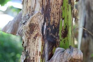 texture photo of a banana tree trunk