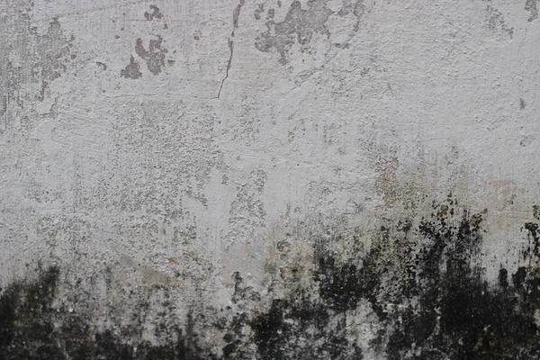 Mold Wall Stock Photos, Images and Backgrounds for Free Download