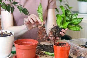 Transplanting a home plant sansevieria into a new pot. A woman plants in a new soil. Caring and reproduction for a potted plant, hands close-up photo