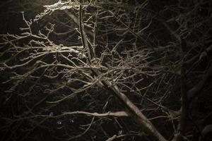 Snow on trees in dark. Snowy weather in evening. photo