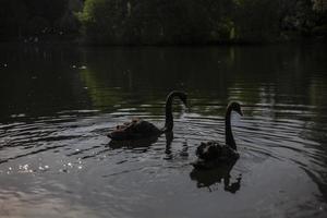 Two black swans on pond. Birds swim on water. Graceful animals. photo