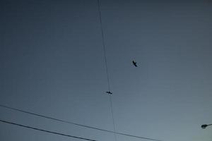 los pájaros vuelan entre los cables. pájaros en el cielo. Detalles del vuelo. cielo por la tarde. foto