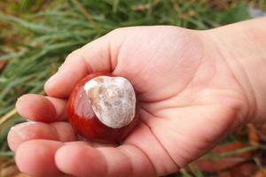 marrón otoño castañas en el manos de un pequeño niño foto