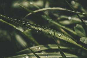 background with fresh drops of summer rain shining in the sun on a grassy field photo