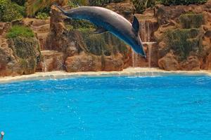 show of training a large adult dolphin mammal in a zoo park on a sunny day photo