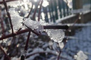 plant decorated with shapes frozen by snow and rain and cold sun of winter day photo