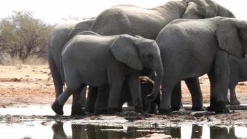 Elephant herd at a waterhole video