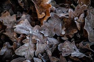 background of  autumn brown oak leaves covered with the first white frost photo