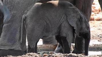 Baby elephant plays with its trunk video