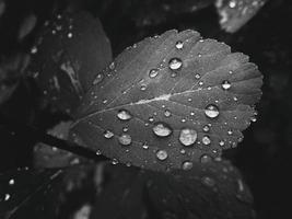 hermosa verano planta con gotas de lluvia en el hojas monocromo foto