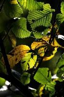 autumn background with green and golden leaves illuminated by the warm sun photo