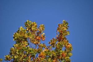 red autumn background of oak leaves on a blue sky background photo